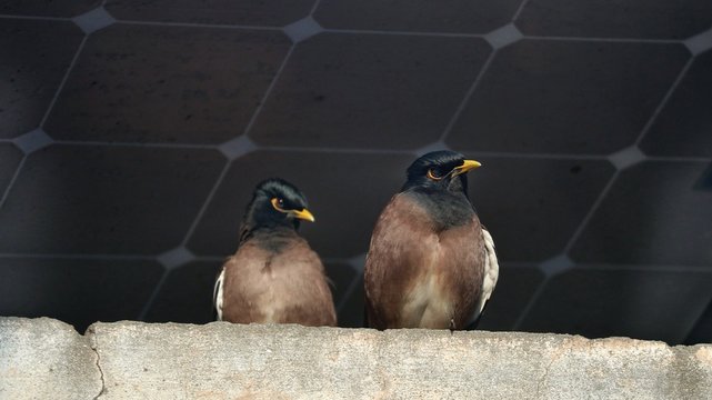 Two Birds On The Wire