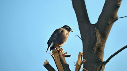 bird on branch