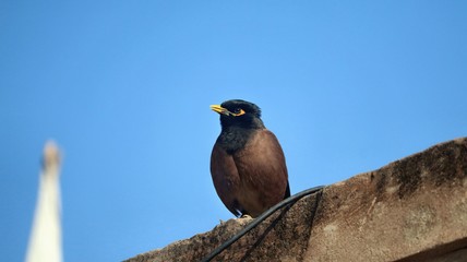 bird on a branch