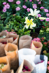 Market for sale plant in pots