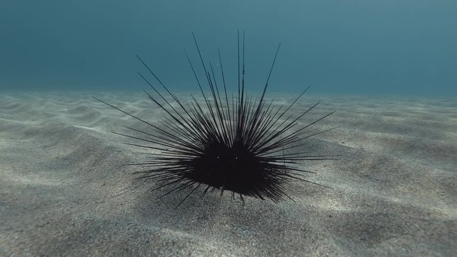 Sea urchin on the sandy seabed. Black Longspine Urchin or Long-spine sea urchin (Diadema setosum) Underwater shot. Mediterranean Sea, Europe.