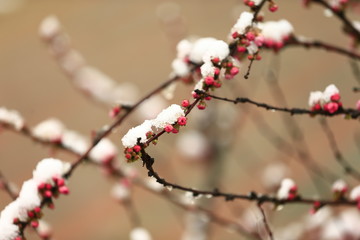 Peach blossom, the snow landscape