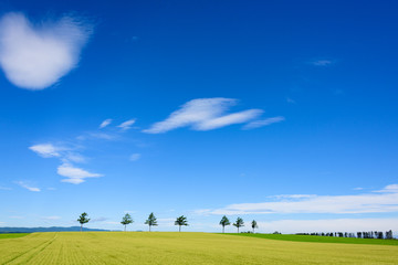 夏の女満別メルヘンの丘