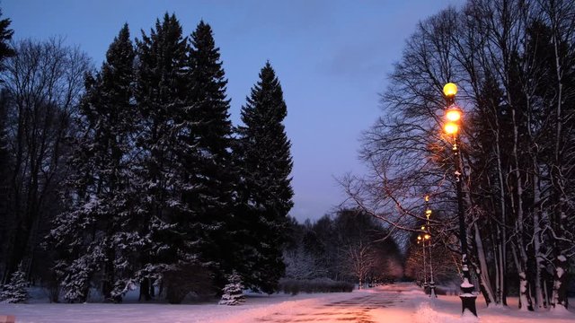 Beautiful scenery of the empty park in city with trees covered by snow and street lights in evening. Concept. Winter urban landscape