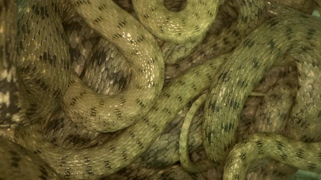 Ball of water snakes. Close-up