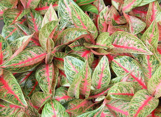 Aglaonema Plant 