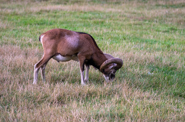 Naklejka premium Wild mouflon sheep, one male grazing on pasture in daylight, green meadow, wild animals