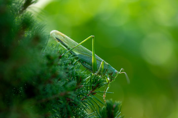 Tettigonia viridissima female sitting on the needles branches, great green bush-cricket beautiful animal posing in daylight