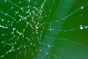dew on the web