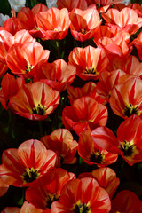 Closeup of tulips in the garden in Amsterdam, Holland, Netherlands