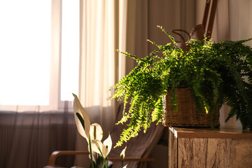 Beautiful potted plants near window indoors. Interior design idea