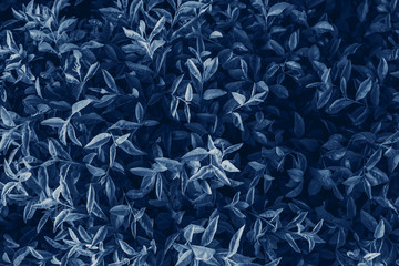 Classic blue leaf in the forest.Trend color 2020 classic blue, top view, layout for design.