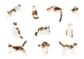 Calico cats - obrazy, fototapety, plakaty