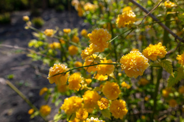 Bush of wild yellow carnations.