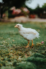 Pollito blanco caminando en pasto