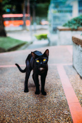 Gato negro con ojos amarillos