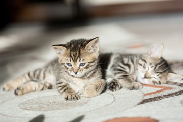 two one month old bengal kittens lying on carpet sleeping and having rest