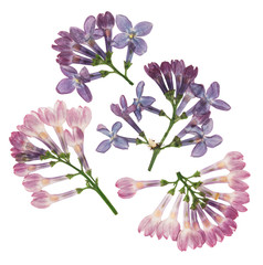 Pressed and dried flowers lilac isolated on white background. For use in scrapbooking, pressed...