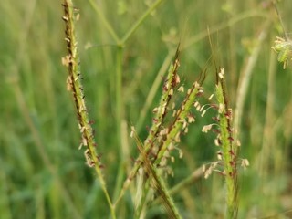 field of wheat