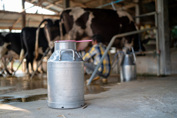 Dairy farming, worker is pouring fresh milk that got from milch cow pour down to the tank, It's the...