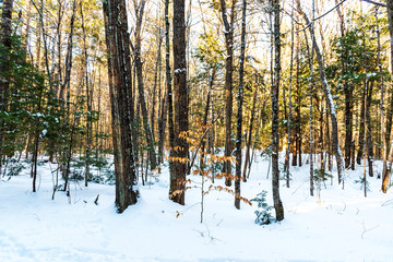 Forest in winter. Sun shining through the trees in a snow covered forest. New Hampshire.