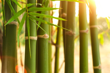 Group of green jointed bamboo tree in the garden with soft orange light in evening close-up.