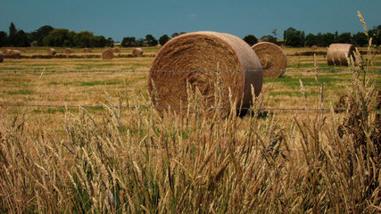 Sunny day on a rural landscape with hay bales on the trimmed dried grass field with green trees in...