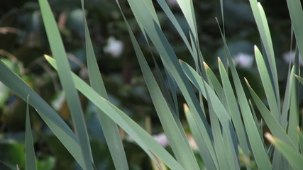 Close up view of long grass blades at the edge of a pond inside Point Smythe nature trail. The nature trail is part of Cape Liptrap Coastal Park in Venus Bay, VIC, Australia