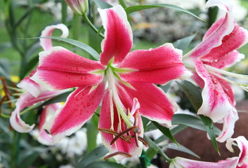 Closeup of a beautiful red lily flower.