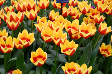 Closeup of tulips in the garden in Amsterdam, Holland, Netherlands