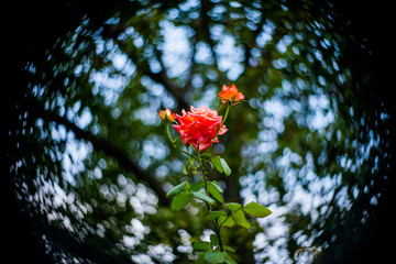 flower and plants