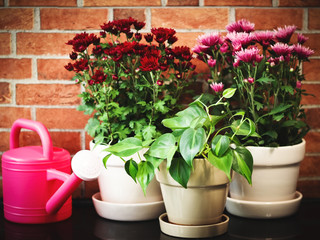 Fototapeta na wymiar Epipremnum and red and pink Chrysanthemums in plant pots with gardening equipments watering can , on black table and brick wall background.gardening concept