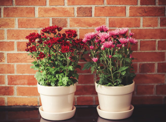 red and pink Chrysanthemums in plant pots  on black table and brick wall background.gardening concept