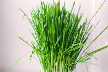 bunch of bright green fresh grass growing from a cup indoors on a clean white background