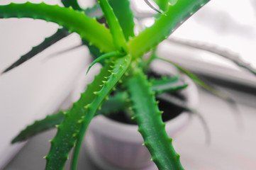 potted home plant, aloe twig with spikes and thorns of bright green fresh light on a blurry background of the same plant