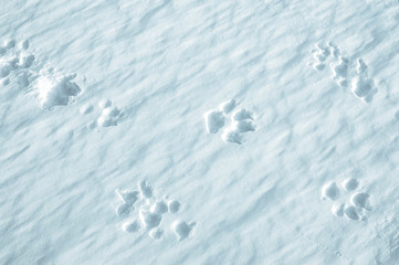 deep tracks of dog in pure white fluffy snow, unusual snow cover of white color consisting of...