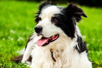 Fototapeta premium animal