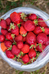 Hand picked strawberries in a strawberry farm around Auckland NZ