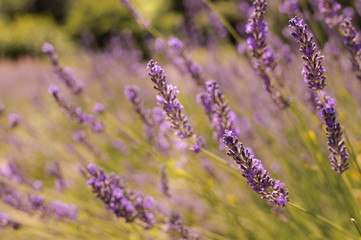 Beautiful purple lavender flower in field with butterflies