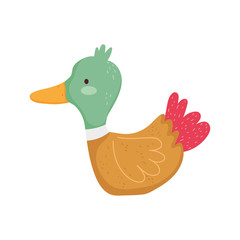 duck poultry bird farm animal cartoon