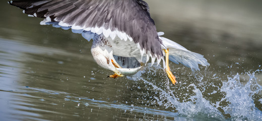 large white-headed gull catching a fish in the water