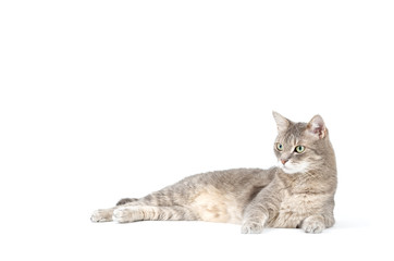 Adult tabby cat lying isolated on white background