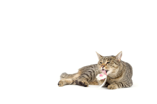Adult grey tabby cat lying isolated on white background