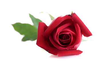 red rose flower isolated on white background