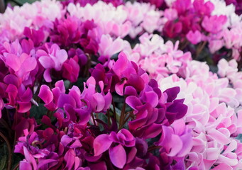 Beautiful mixed color of purple, white and pink Florist's Cyclamen flowers