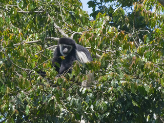 a colobus monkey feeding at arusha national park