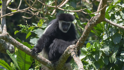 a black and white colobus monkey lin a tree looking at the camera