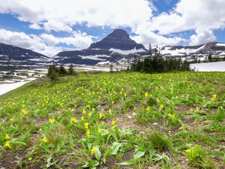 Fototapeta premium wide shot of glacier lilies growing at logan pass in glacier national park