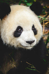 Obraz premium Chengdu Panda Zoo