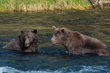Brown Bear fishing for Salmon at Katmai National Park